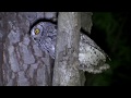 Cyprus Scops Owl Duet - Otus Cyprius