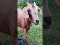 Red goat sagol Bakri shorts videos #youtubeshorts #ytshorts #shorts