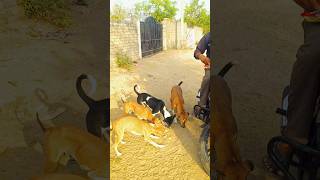 तेरीमेहरबानियां #dog #doglover #viralvideo #fullmojj #youtubeshorts #trendingshorts #video