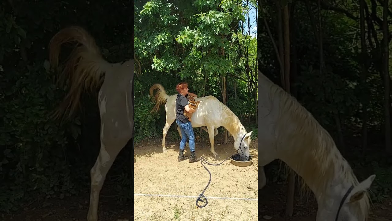 THE PUPPY DIARIES..Cane corso Grwat dane Socialization at 7 weeks.
