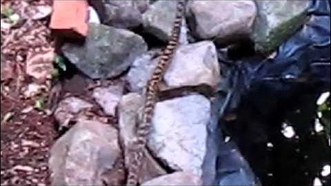 Amethystine Python in the Daintree rainforest
