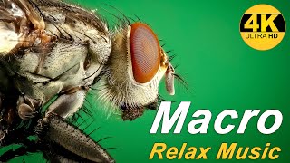 ?Macro HDR 4K ? Music and videos for stress relief, meditation Relax Music
