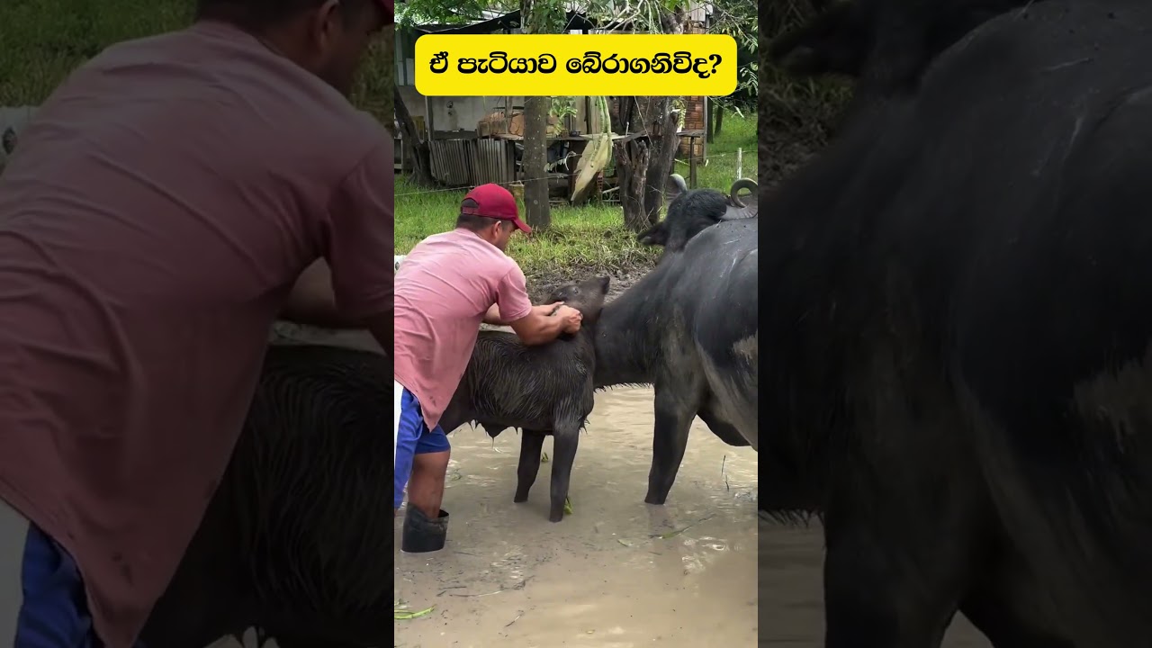 අනේ  එයා මැරෙයිද?.......#PETS #youtubeshorts #srilanka