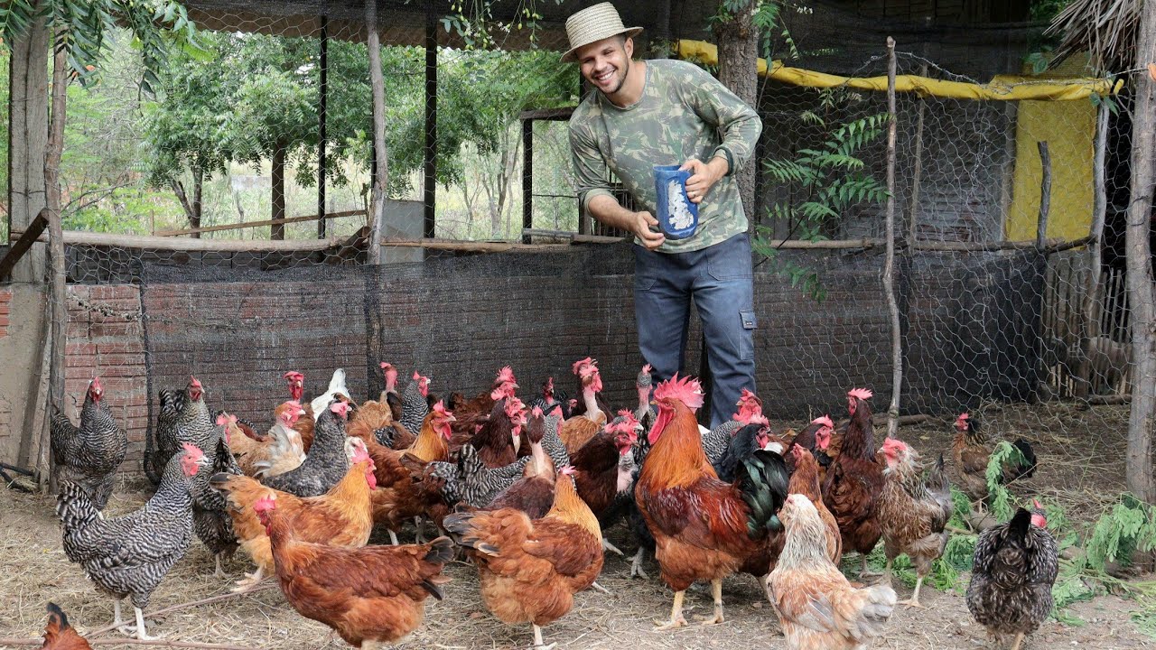 Все птицы и пространства на Ферме — Советы