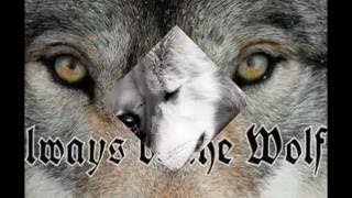 A wolf Slideshow