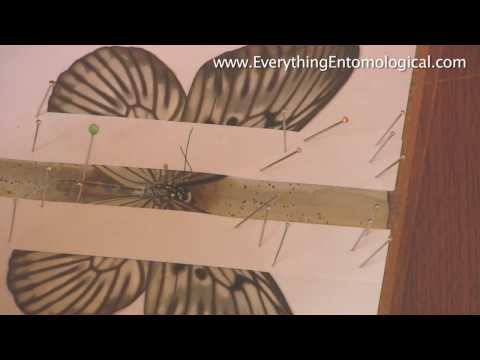 How To Set A Butterfly