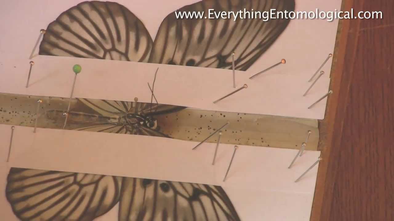 How To Set A Butterfly