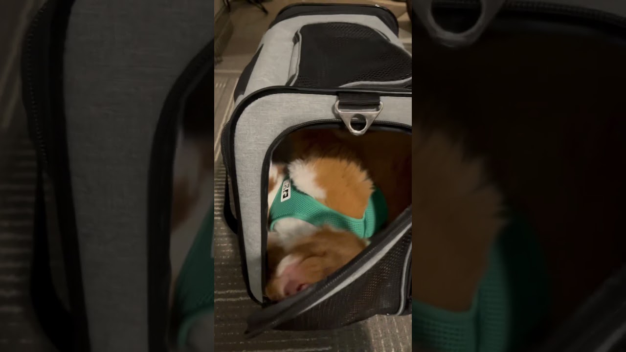 Remember when you used to fall asleep in the car and wake up in your bed? 🛌 💤 