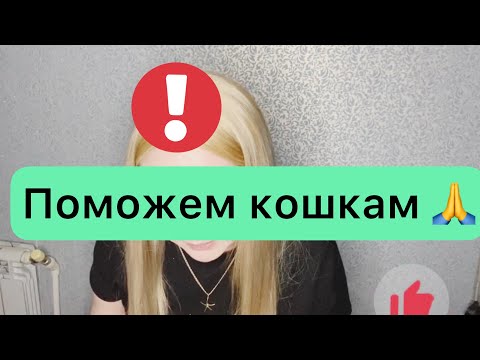 Кальцивироз у кошек.
