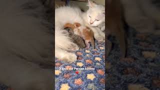 3 days old Persian kittens ❤️ #youtubeshorts #cat #kitten #catshorts #youtubevideo