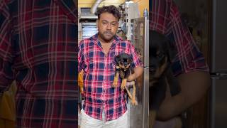 Rottweiler Male Puppy Price in Kolkata. #petshub #puppy #dog