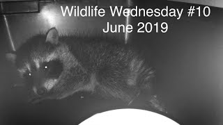 Wildlife Wednesday Collaboration #10