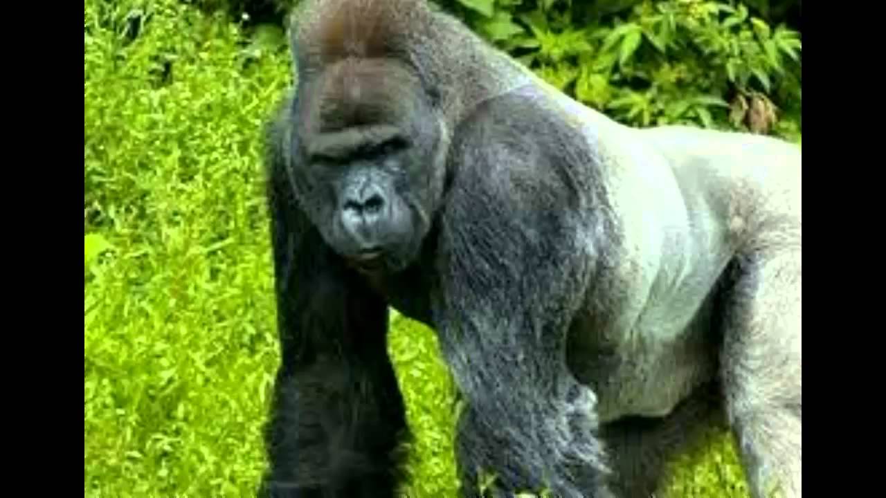 The Gorilla Song! YouTube