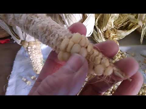 Vídeo: El blat de moro s'autopol·linitza?