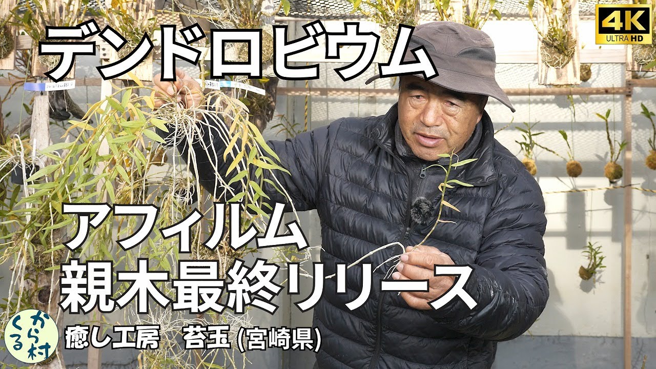 デンドロビウム】アフィルム親木リリース最終 - YouTube