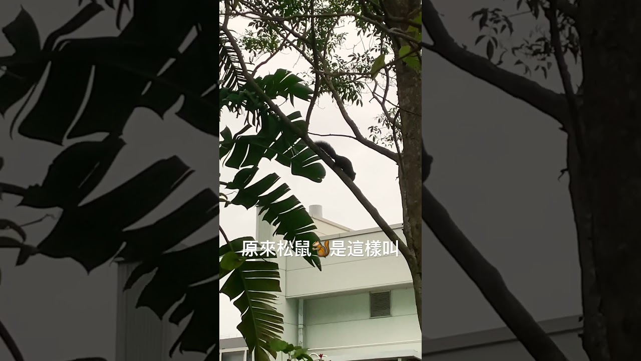 原來松鼠會叫啊 縮圖