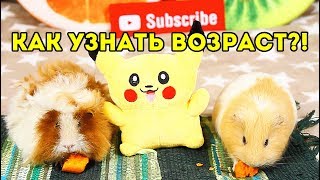 МОЛОДОЙ ПРОТИВ СТАРОГО? Как Определить Возраст Морской Свинки / SvinkiShow МОЛОДОЙ ПРОТИВ СТАРОГО? Как Определить Возраст Морской Свинки / SvinkiShow