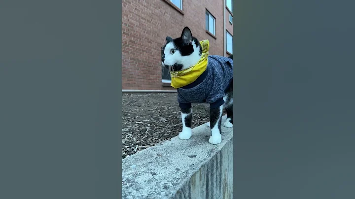 Watch the video about Cat is a Fence Sitter