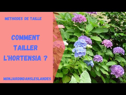 Vidéo: Comment Tailler Un Hortensia ? Comment Bien Tailler Les Hortensias Au Printemps, En été Et En Automne ? Besoin De Tailler Pour L'hiver Après La Floraison ? Comment Former Un Buisso