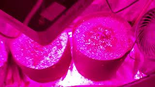 DAY 28 - 30:1 CBD Auto DRZ Aquaponics - Shes growing fast now