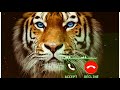 tiger barking sound message tone ringtone