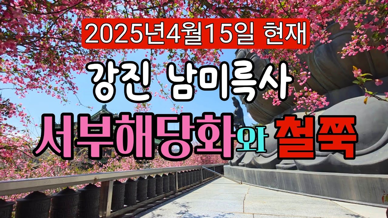 강진 남미륵사 서부해당화와 철쭉/2025년4월16일