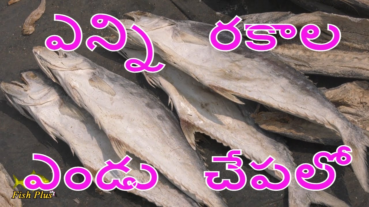 Kakinada Dried fish Market ll ఎన్నిరకాల ఎండు చేపలో ll Dried prawns ll