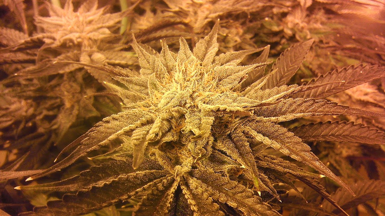 Day 50- Capt. Krypt OG