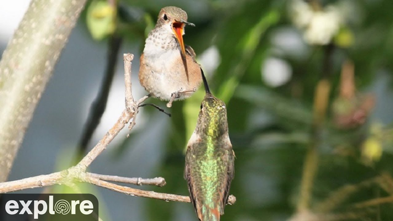 Cornell Lab Of Ornithology Bird Cam Minding My P S With Q