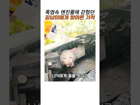 폭염속 엔진룸에 갇혔던 길냥이에게 찾아온기적#길고양이구조#감동동물#감동실화 thumbnail