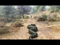 Anaconda snake 11 in real  tb films