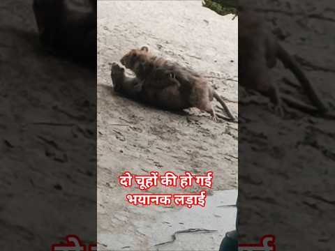 चूहों की हो गई भयानक लड़ाई #sohrts
