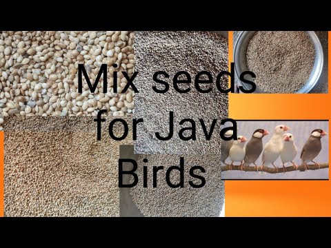 Food for Java Bird#java #javabirds #javabirdsfood#birds #birdsfood # ...