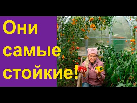 Моя теплица в