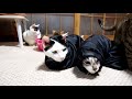 袖猫 2020