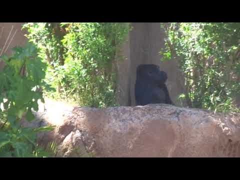 Goriila N'djia does not feel good　🦍ゴリラ　調子の悪いインジアは横になっています。　Los Angeles Zoo