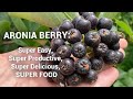 How to Grow Aronia: An easy shrub with tasty nutritious berries.