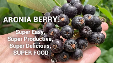 Is aronia berry self pollinating?
