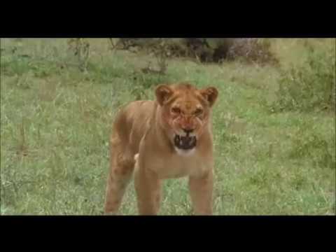 Encounter with a lion - "Out of Africa" - Meryl Streep