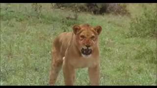 Encounter with a lion - 