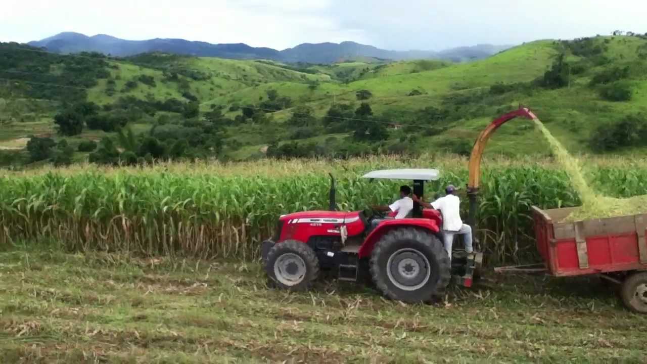 MF 4275 4x4 Fazendo Silagem Chiador MG 1 2 YouTube mf-4275-4x4-fazendo-silagem-chiador-mg-1-2-youtube