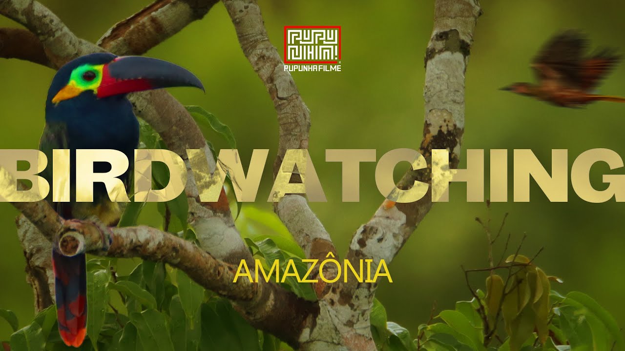 Documentário Birdwatching do Uiara