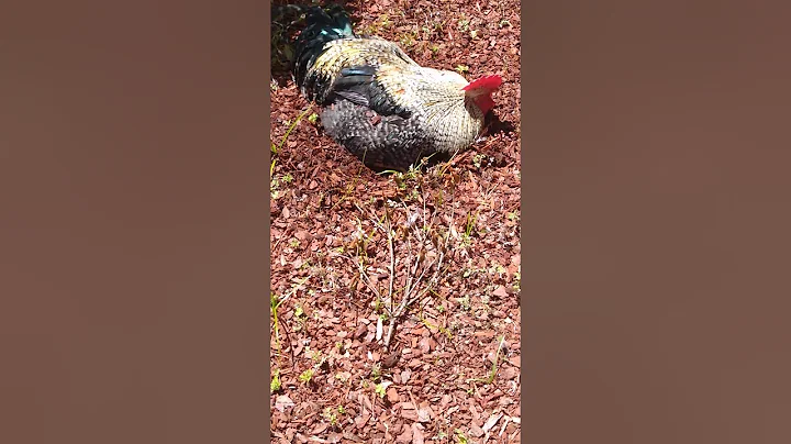 RIP our rooster and bestfriend