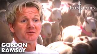 Chasing FARM ANIMALS!? | Full Episode | Hell's Kitchen