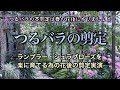 【つるバラの春の花後剪定】潔く切って、楽に育てるランブラーローズの花後剪定・バラの庭作り・ガーデニング