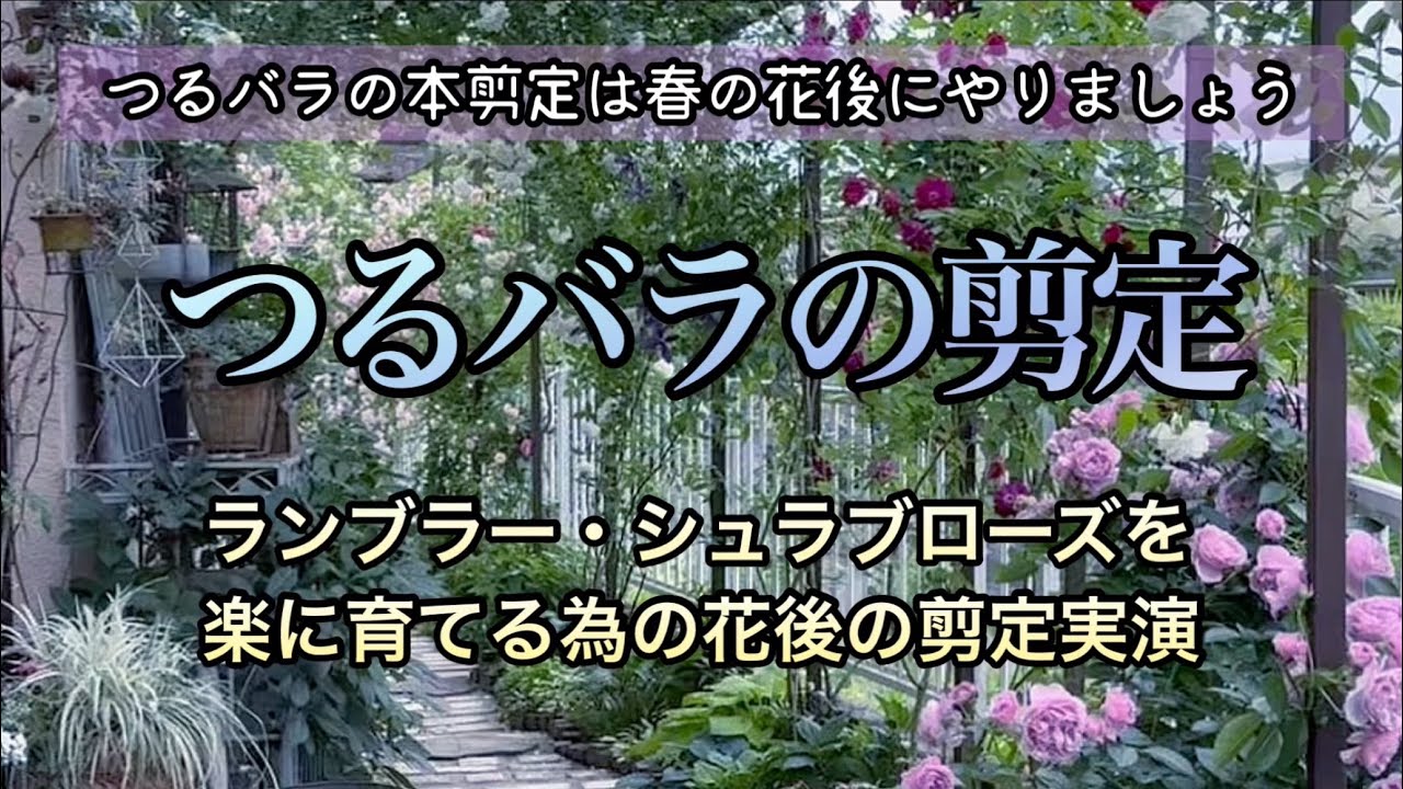 【つるバラの春の花後剪定】潔く切って、楽に育てるランブラーローズの花後剪定・バラの庭作り・ガーデニング
