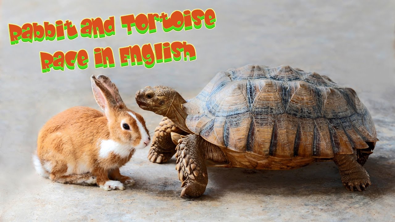 Rabbit and Tortoise Race in English - YouTube