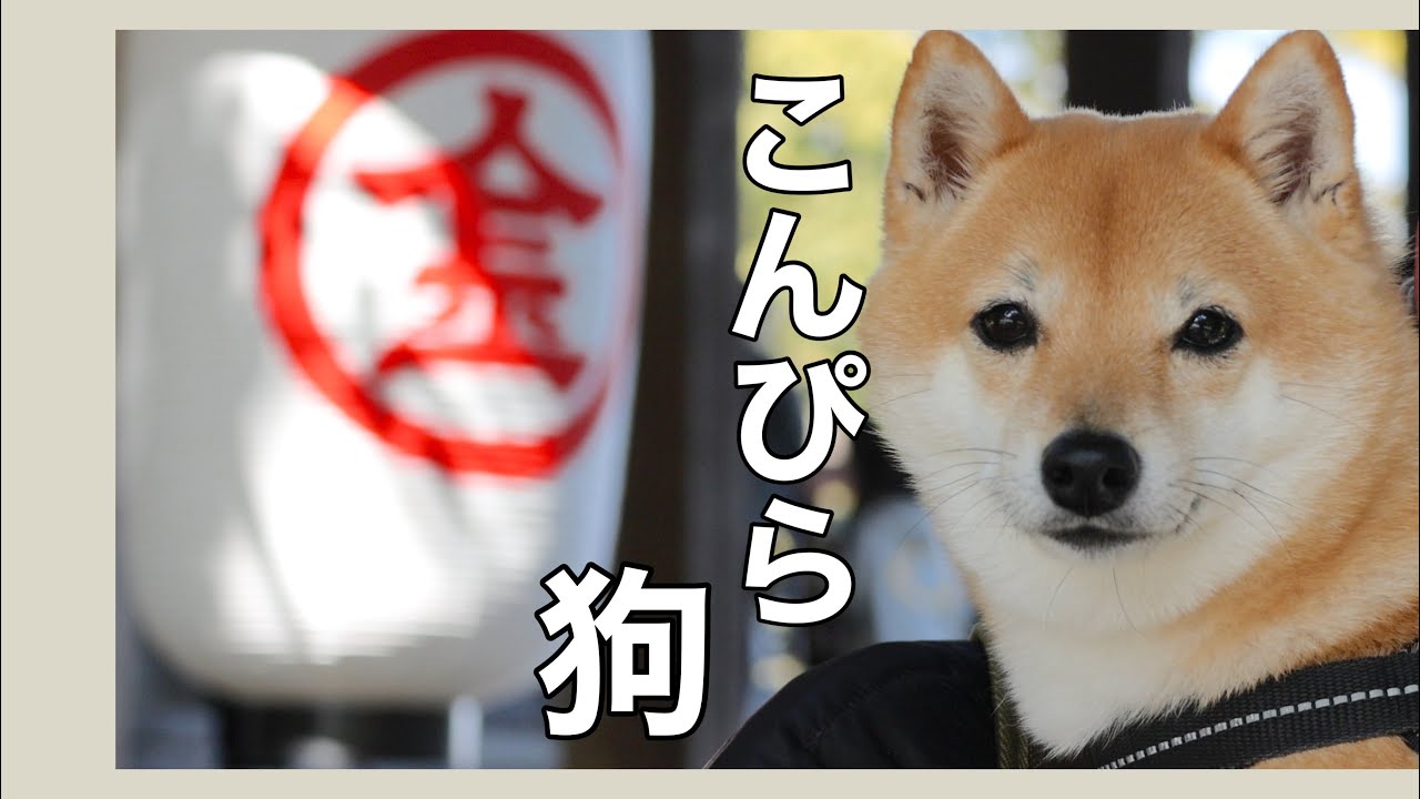 【犬とお出かけvlog】こんぴらさん 金刀比羅宮参拝と食べ歩き（香川）