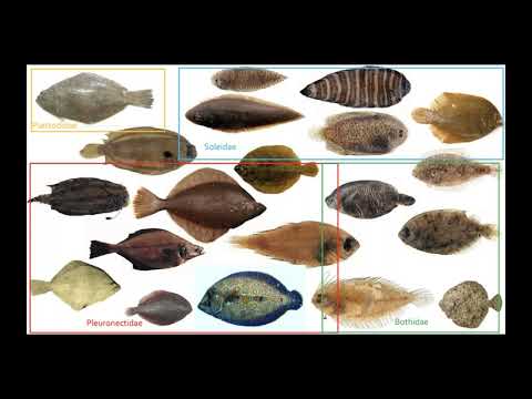 Phylogenomic analysis of flatfishes based on exon-capture data