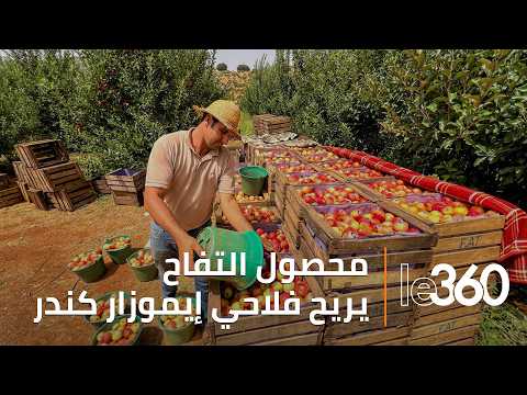 موسم واعد للتفاح بإيموزار كندر.. وفرة في المحصول ومردودية قياسية للأشجار